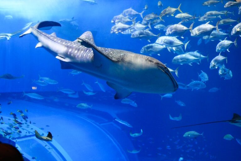 Balena beluga in un acquario davanti a uno specchio