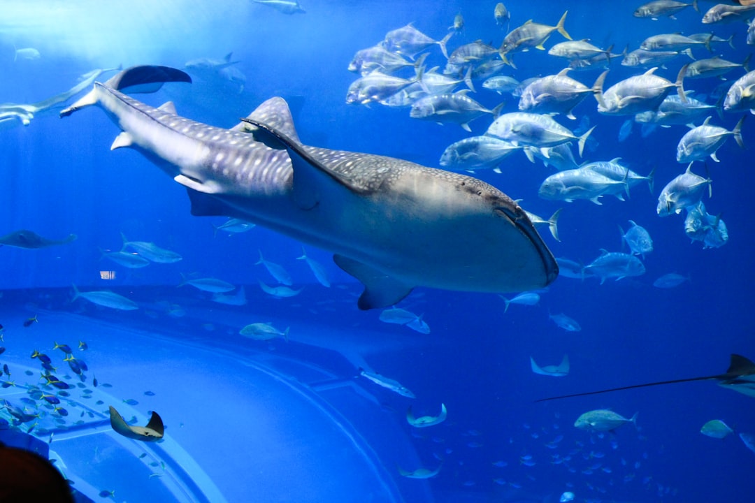 Balena beluga in un acquario davanti a uno specchio