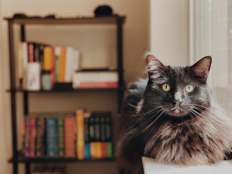 Libreria fantasy con libri aperti e una lampada