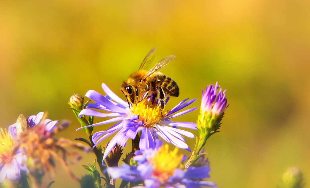 Ape su un fiore per articolo sulla crisi degli impollinatori