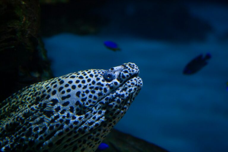 Schermata di Subnautica 2 con un predatore marino in un fondale alieno