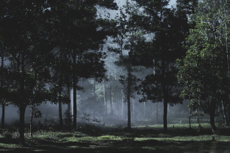 Scena del film The Death of Robin Hood con Hugh Jackman nel bosco