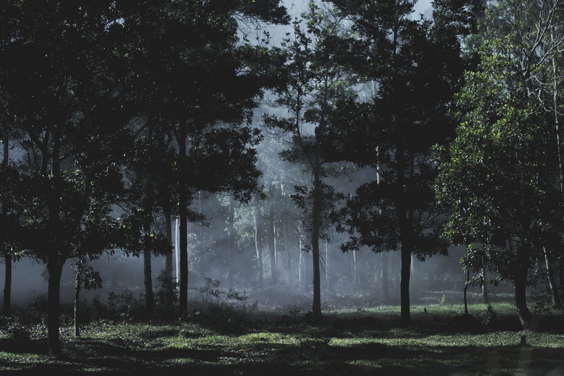 Scena del film The Death of Robin Hood con Hugh Jackman nel bosco