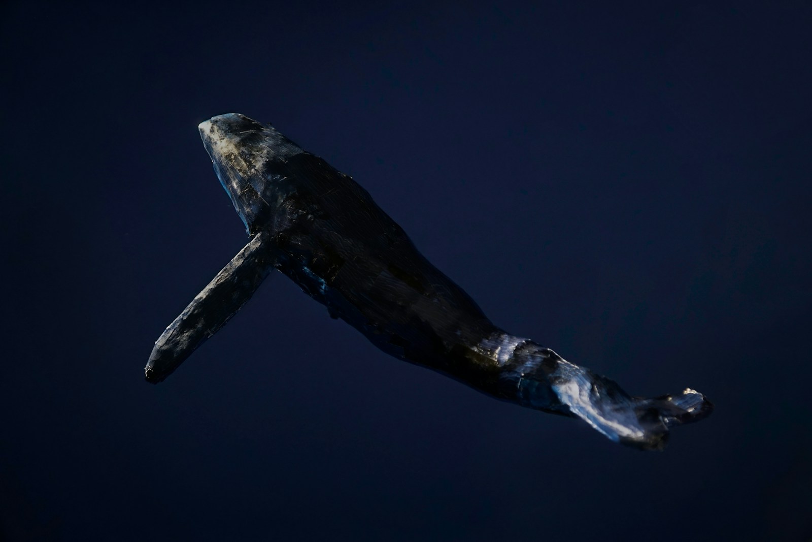 Scheletro di balena sul fondale oceanico tra rocce e sedimenti