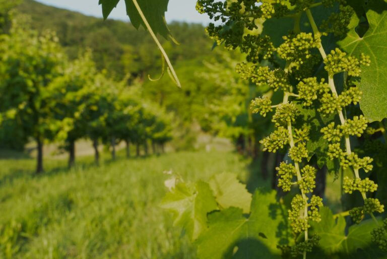 Paesaggio agrario italiano con vigneti e colline