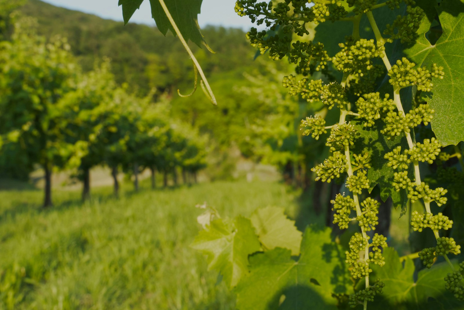 Paesaggio agrario italiano con vigneti e colline