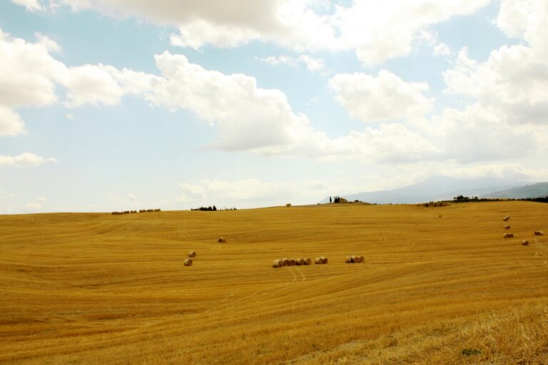 Campo di grano in Toscana con colline sullo sfondo